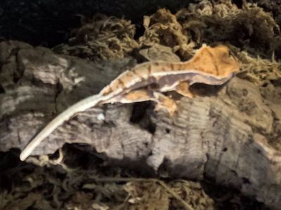 Lilly White Crested Gecko