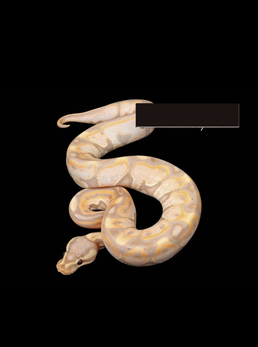 Banana Black Pastel Enchi Ball Python