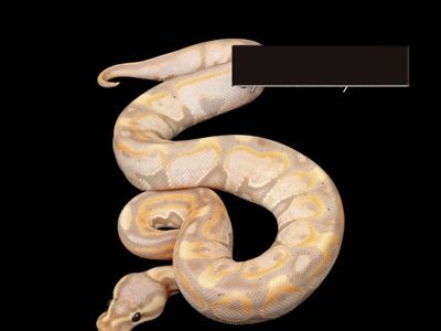 Banana Black Pastel Enchi Ball Python