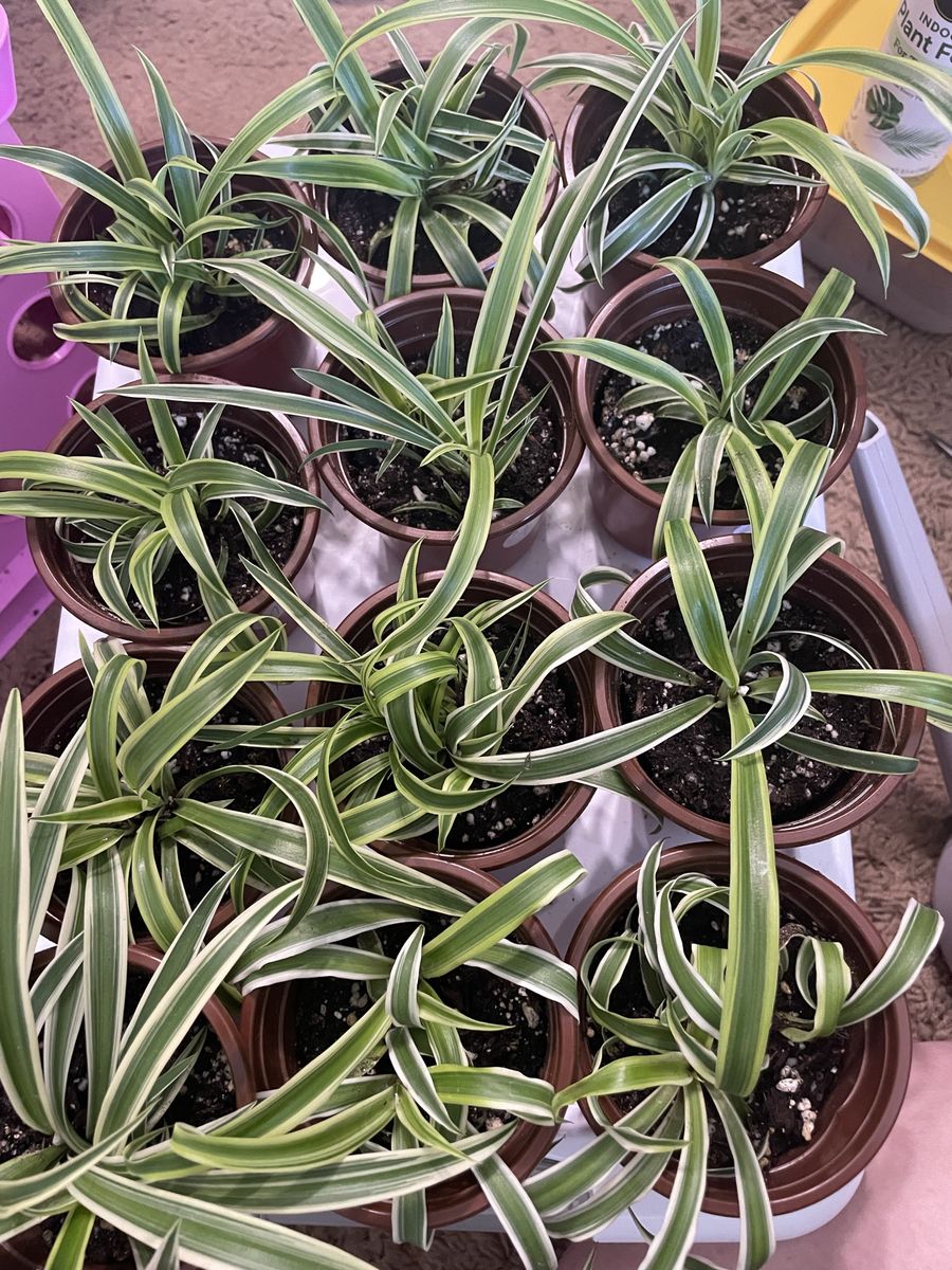 Reverse Variegated Spider Plants