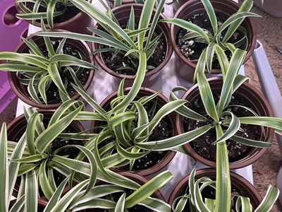 Reverse Variegated Spider Plants