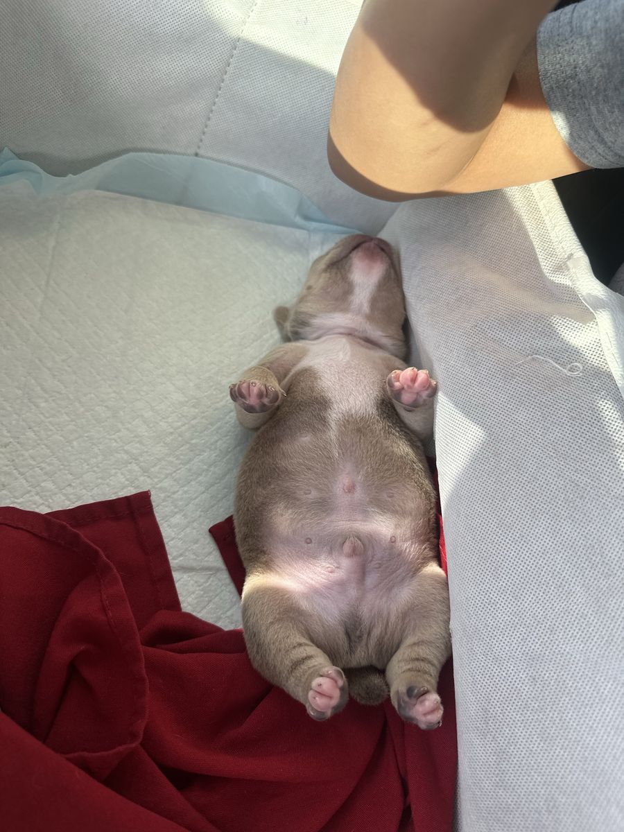 Micro bully