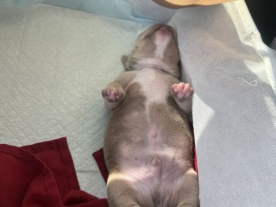 Micro bully