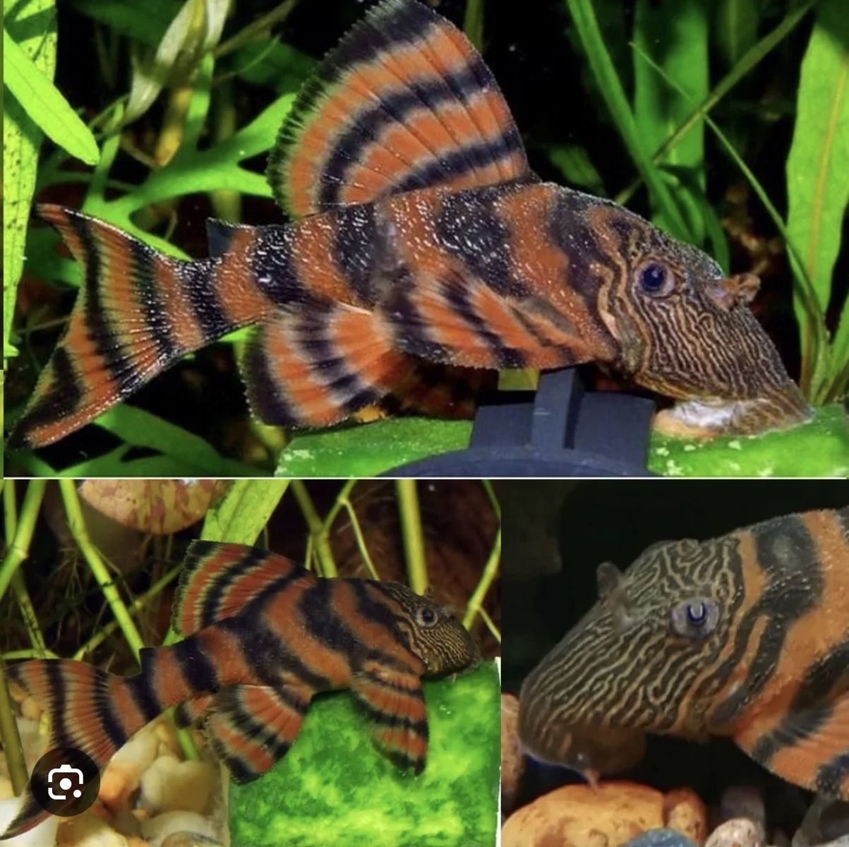 L397 Alenquer Tiger Plecos