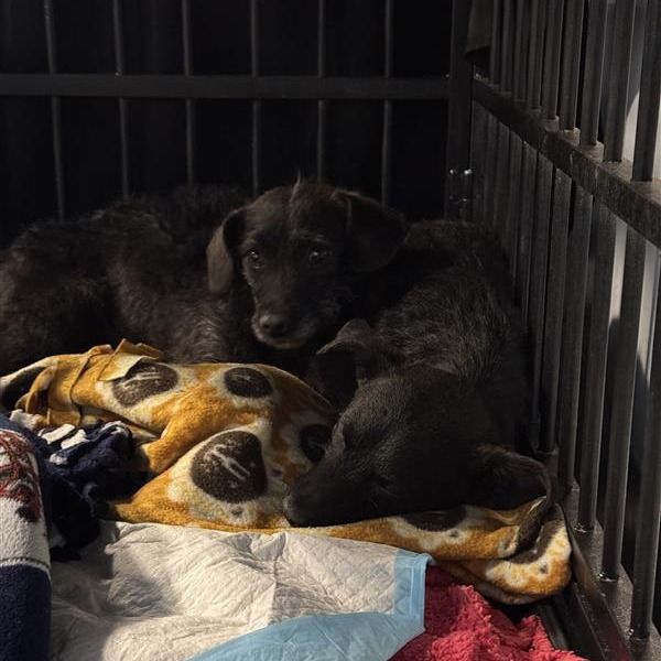 Hello my name is Hooch