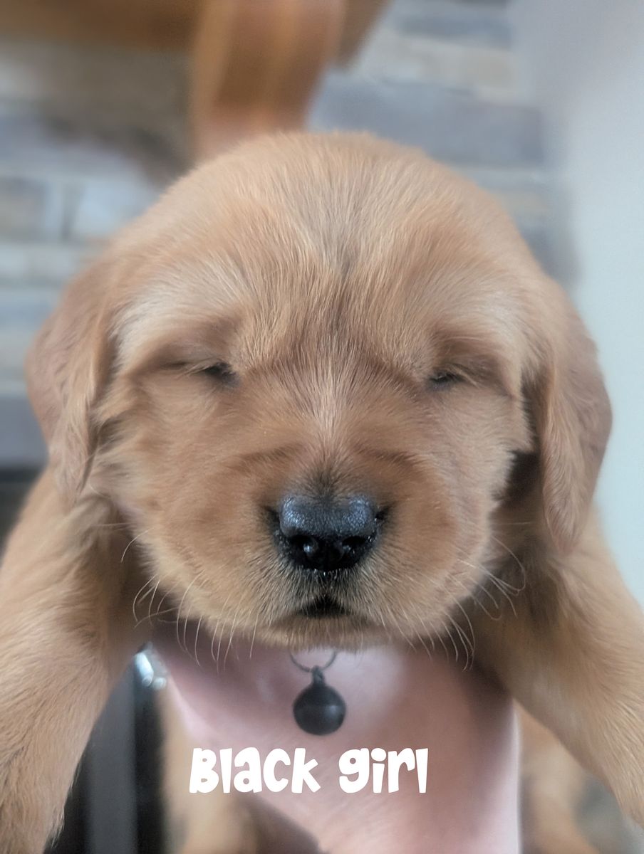 Easter puppies! AKC Dark Red Golden Retriever puppies