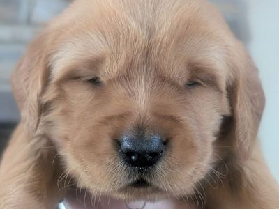 Easter puppies! AKC Dark Red Golden Retriever puppies