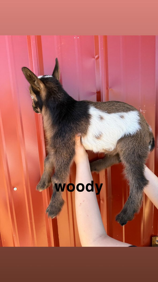 Nigerian Dwarf Baby Goats