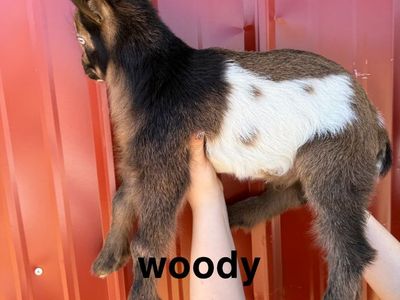 Nigerian Dwarf Baby Goats
