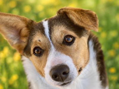 Female Tricolor Corgi