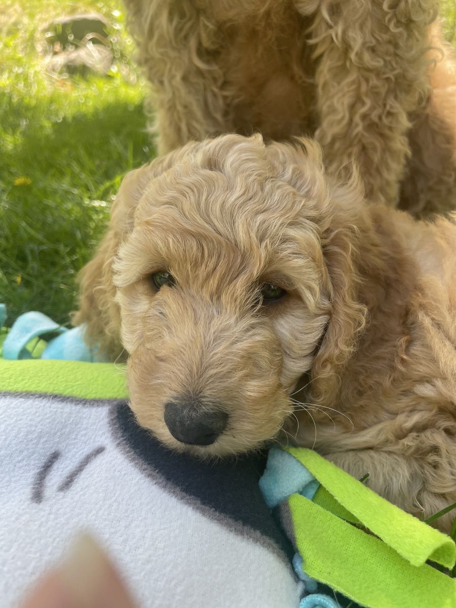 Mini Goldendoodle Puppy ready for Summer!!!