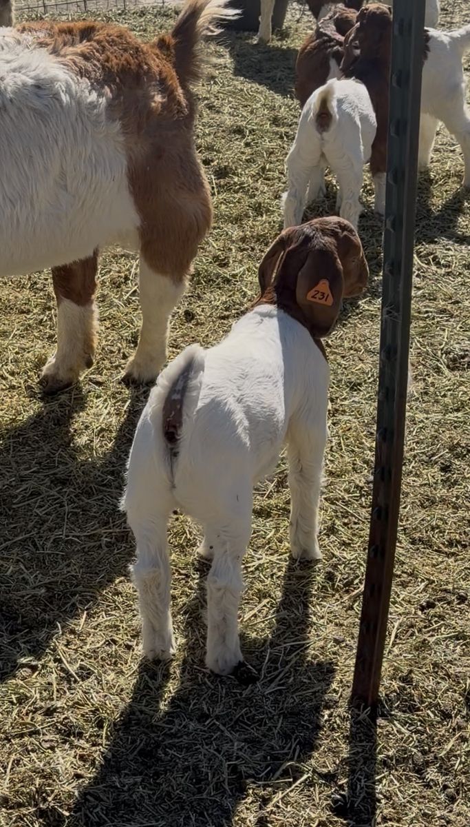 Buck Kid - Genetic Giant. Triplet so he is green