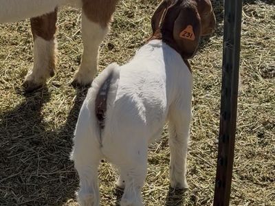 Buck Kid - Genetic Giant. Triplet so he is green