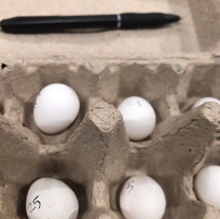 Hatching Eggs For Sale!