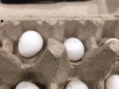 Hatching Eggs For Sale!