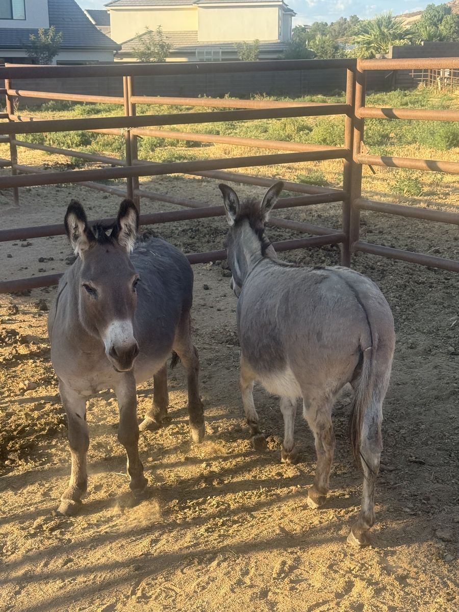2 mini donkeys for sale