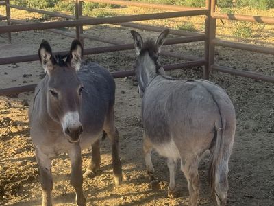 2 mini donkeys for sale