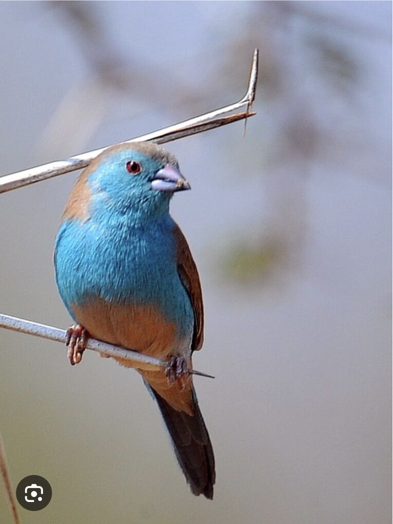 Southern Cordon Bleus