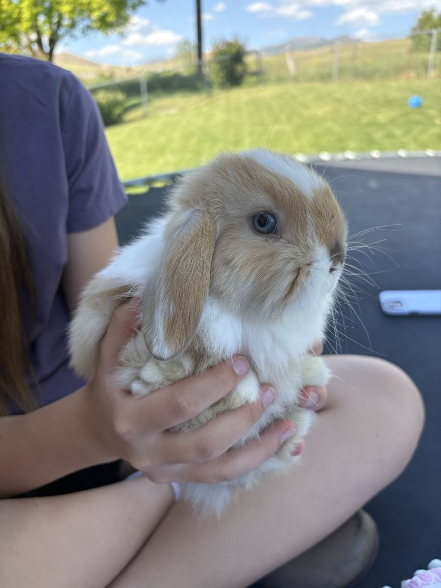 Purebred Holland Lop Buck—friendly & sweet; blue-eyed