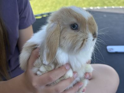 Purebred Holland Lop Buck—friendly & sweet; blue-eyed