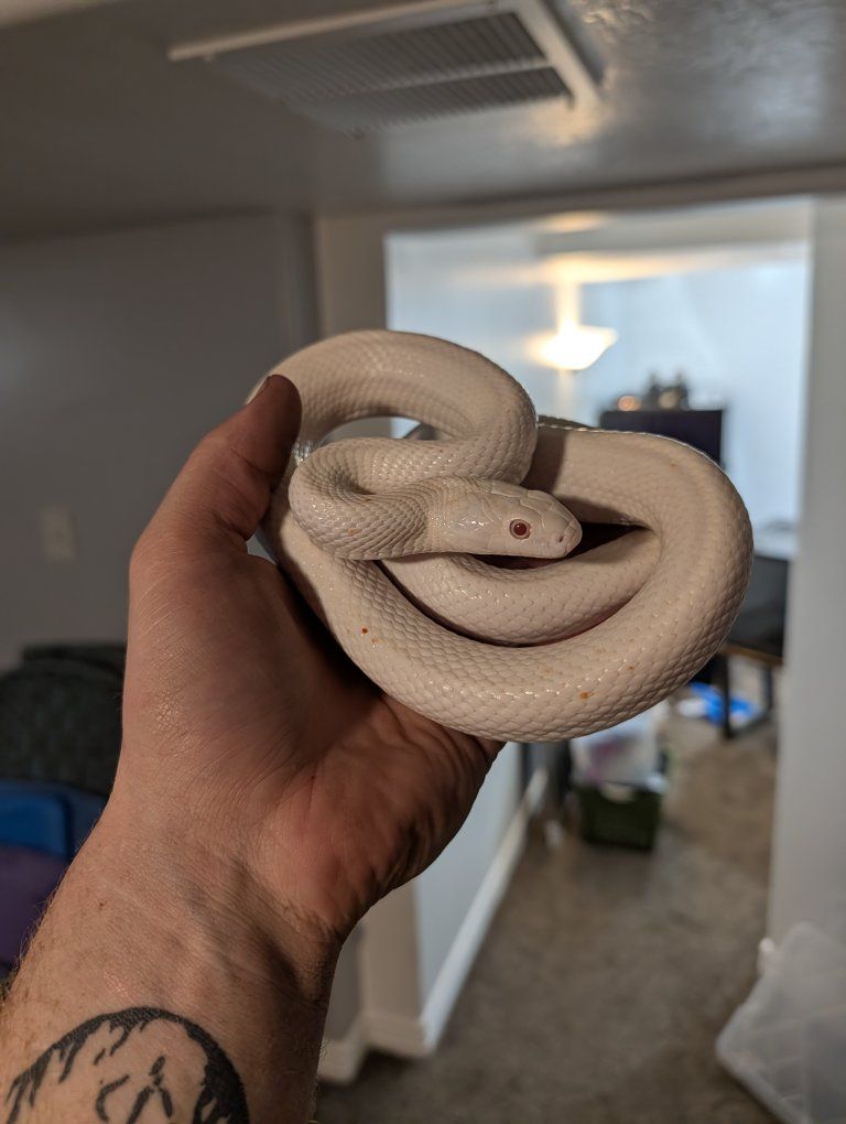 red eyed lucistic rat snake