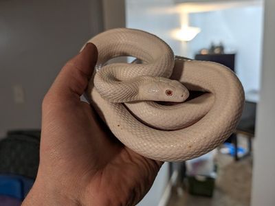 red eyed lucistic rat snake