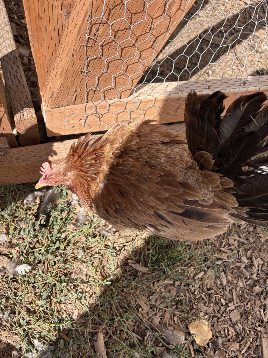 Chicken 2.5 years old