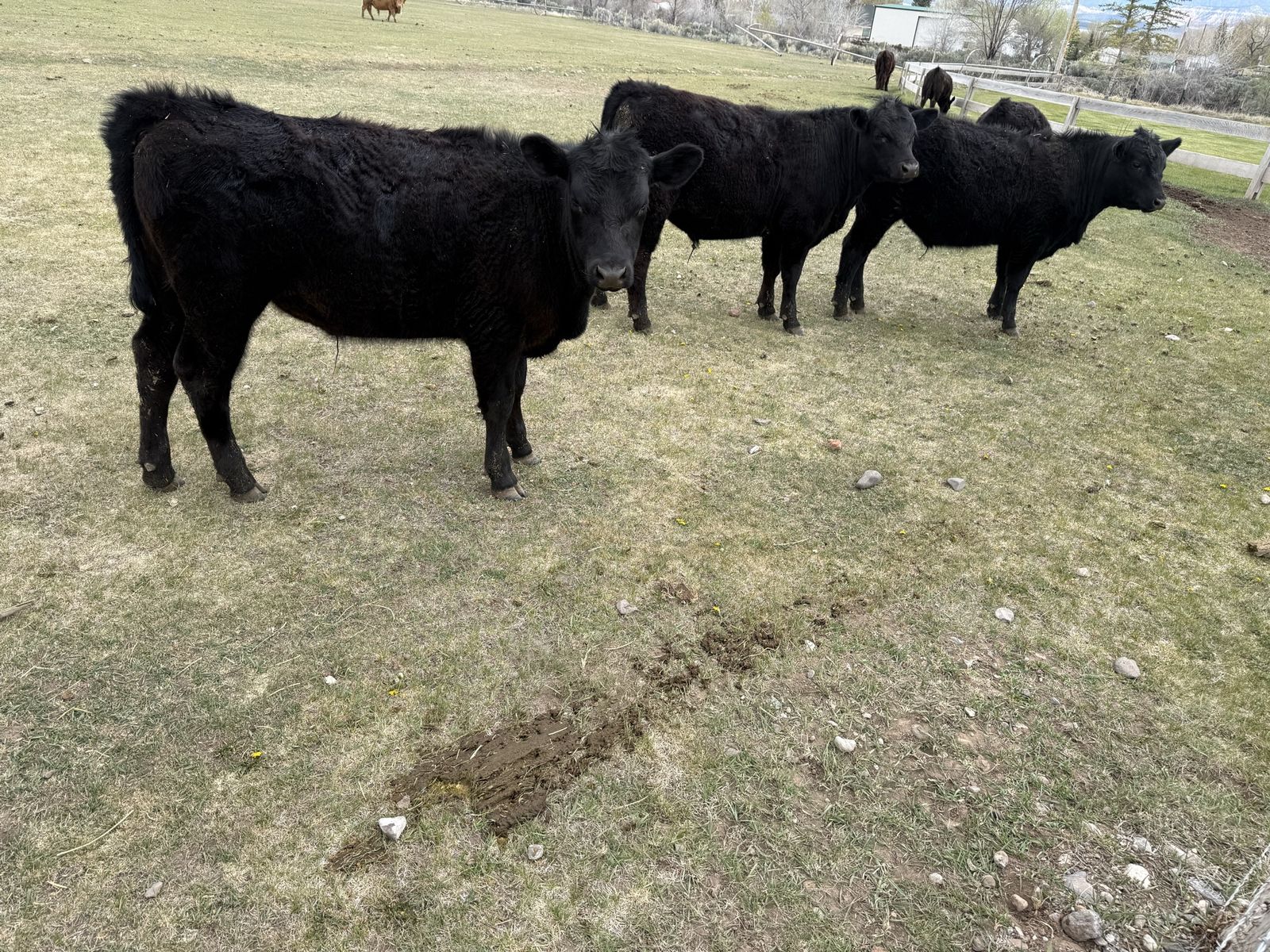Black Angus Steers