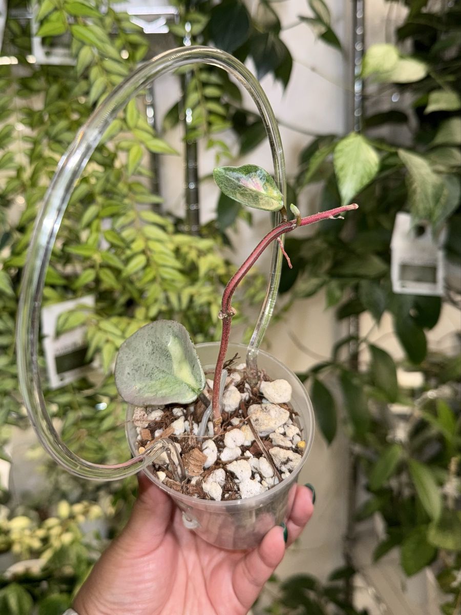 Hoya carnosa ‘Argentea Princess’ - Plant