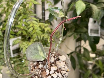 Hoya carnosa ‘Argentea Princess’ - Plant