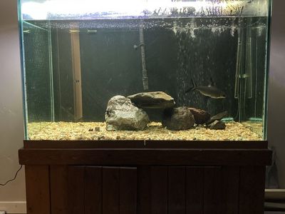 150 gallon fish tank