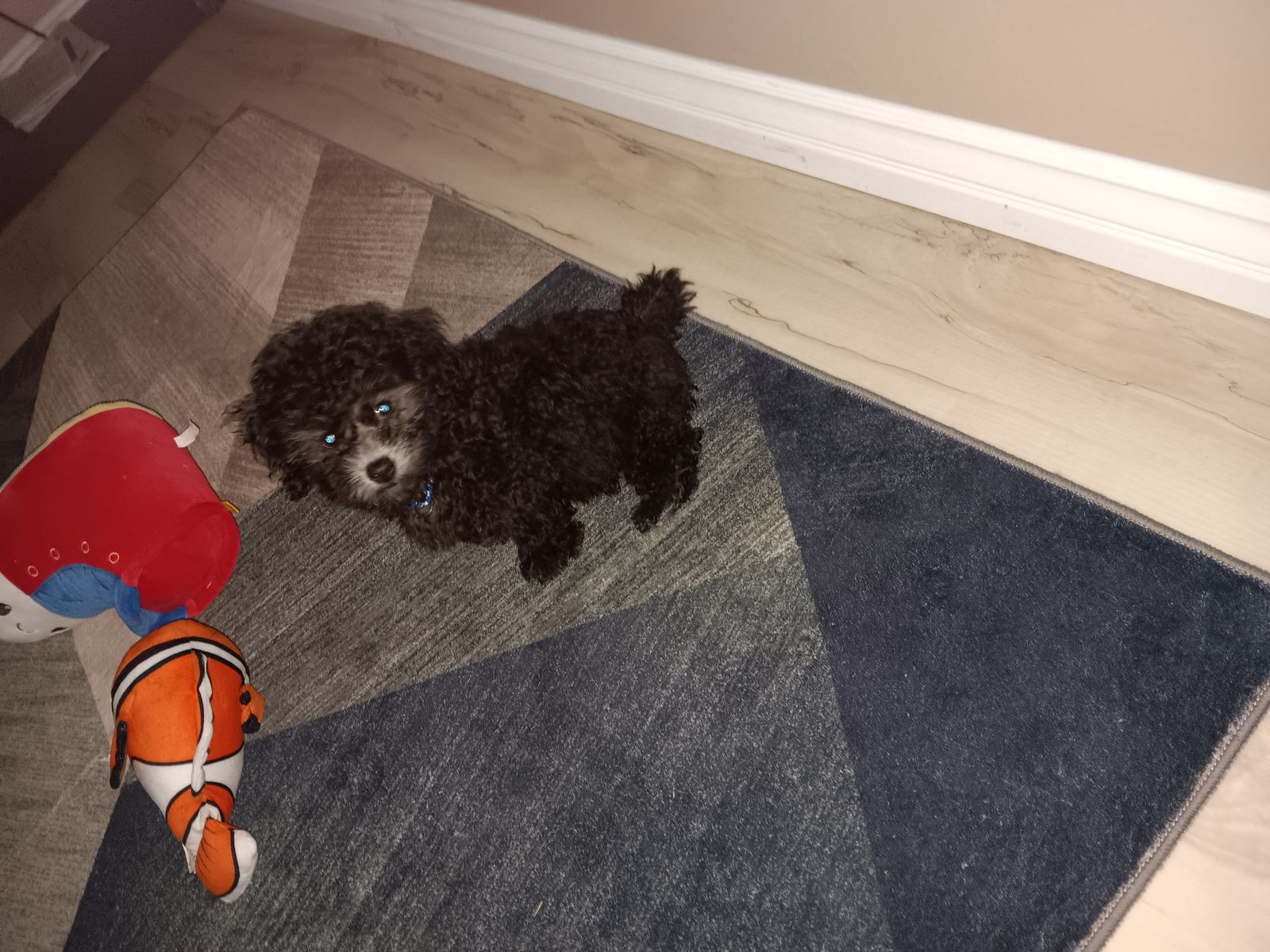 Shihapoo