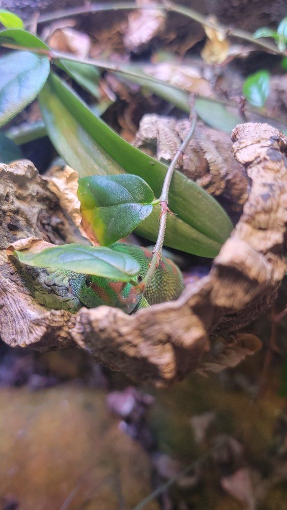 Juvenile Day Gecko with vivarium