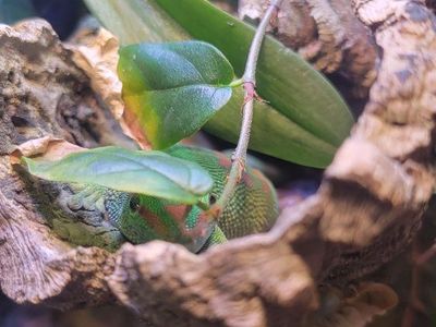 Juvenile Day Gecko with vivarium