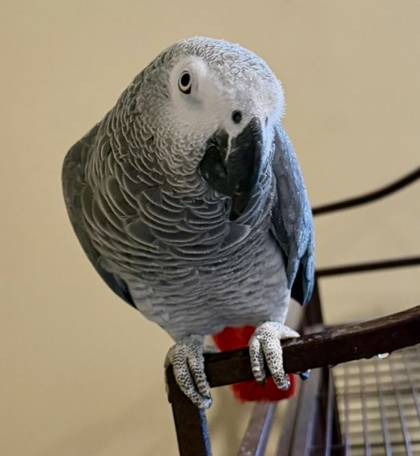 Congo African Grey, Eclectus, Quaker parrot