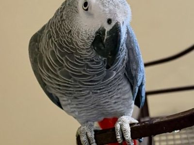Congo African Grey, Eclectus, Quaker parrot