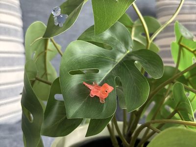 Cute Mini Lizard Plant Pet Magnets - 2 pack - Lots available