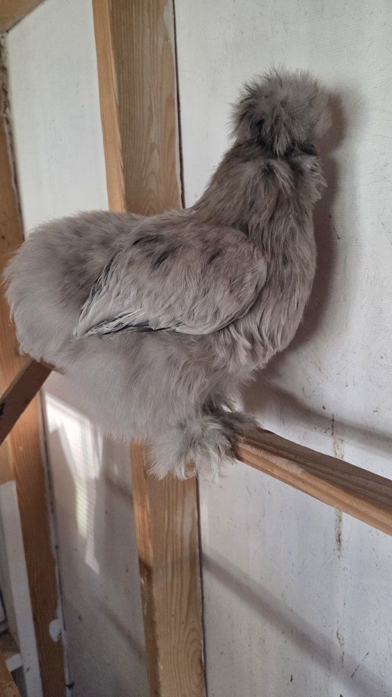 Splash Silkie Pullet