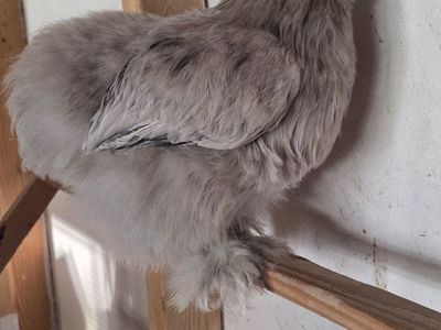 Splash Silkie Pullet