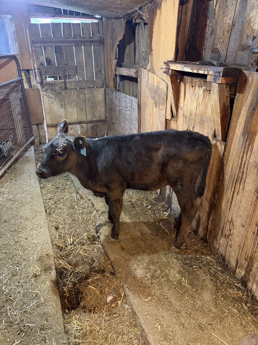 Heifer calf 