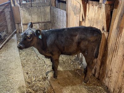 Heifer calf