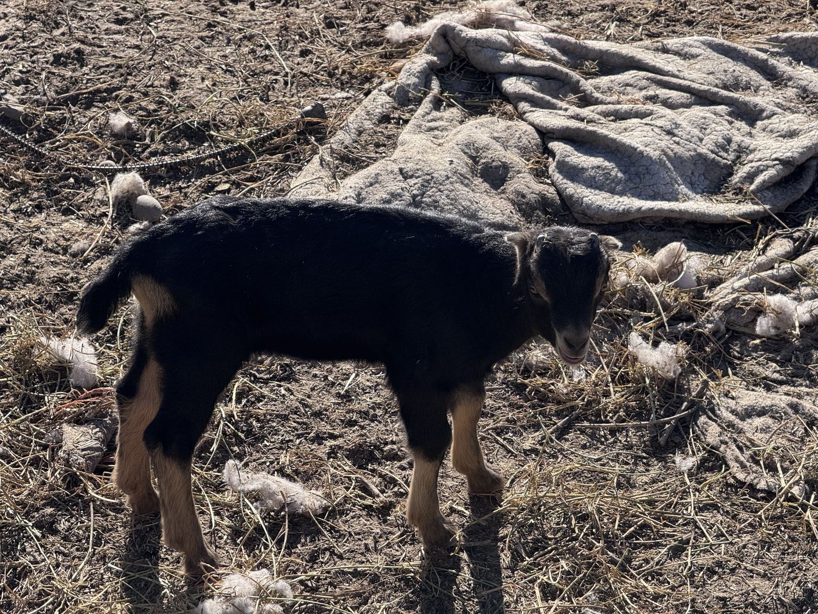 Alpine Lamancha Cross Goats