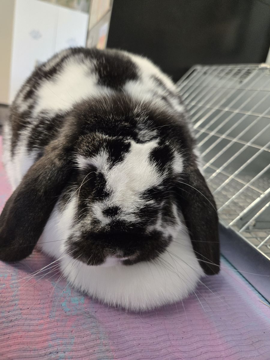 Registered Mini Lop girl