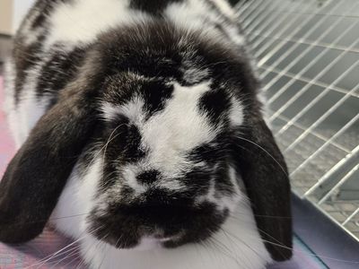 Registered Mini Lop girl
