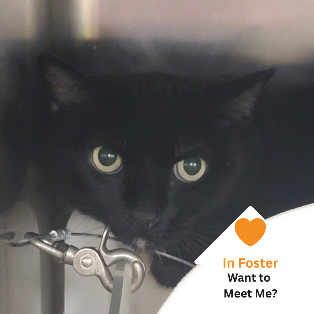 Hello my name is Chili Verde