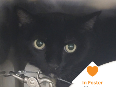 Hello my name is Chili Verde