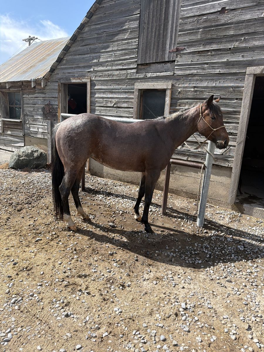 TORN MAGICAT 2023 AQHA ROAN FILLY