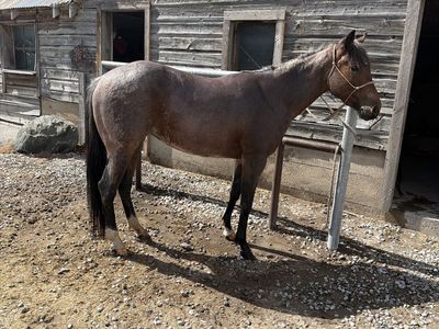 TORN MAGICAT 2023 AQHA ROAN FILLY