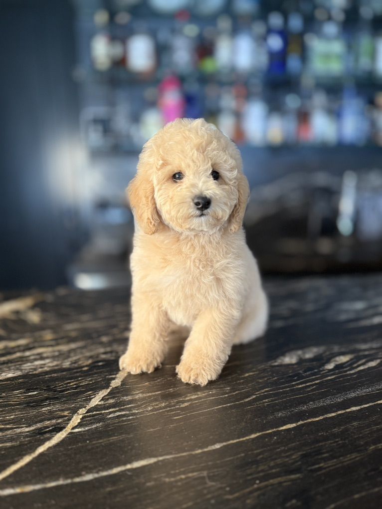 Perfect AKC 10-12 Lbs Poodle Puppy