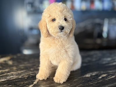 Perfect AKC 10-12 Lbs Poodle Puppy